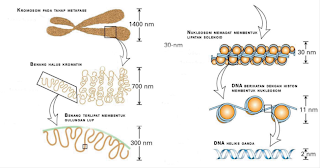 DNA didalam Kromosom