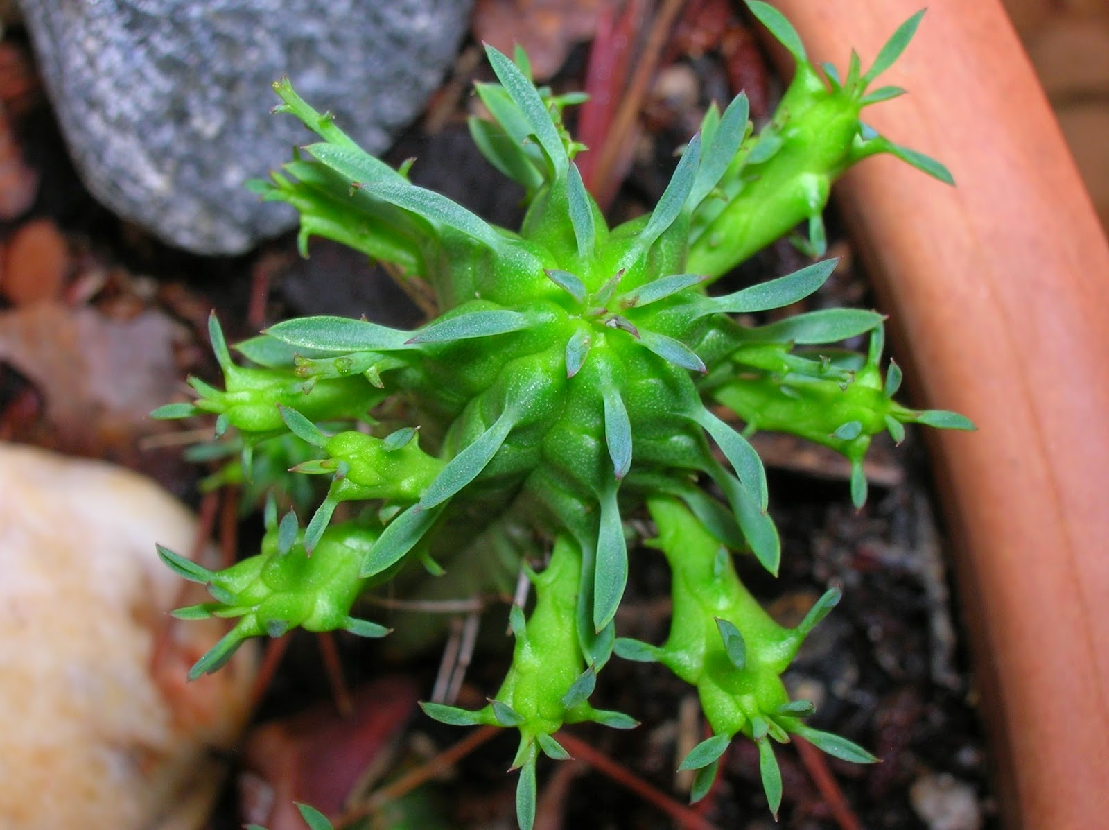 Euphorbia suzannae Кактус