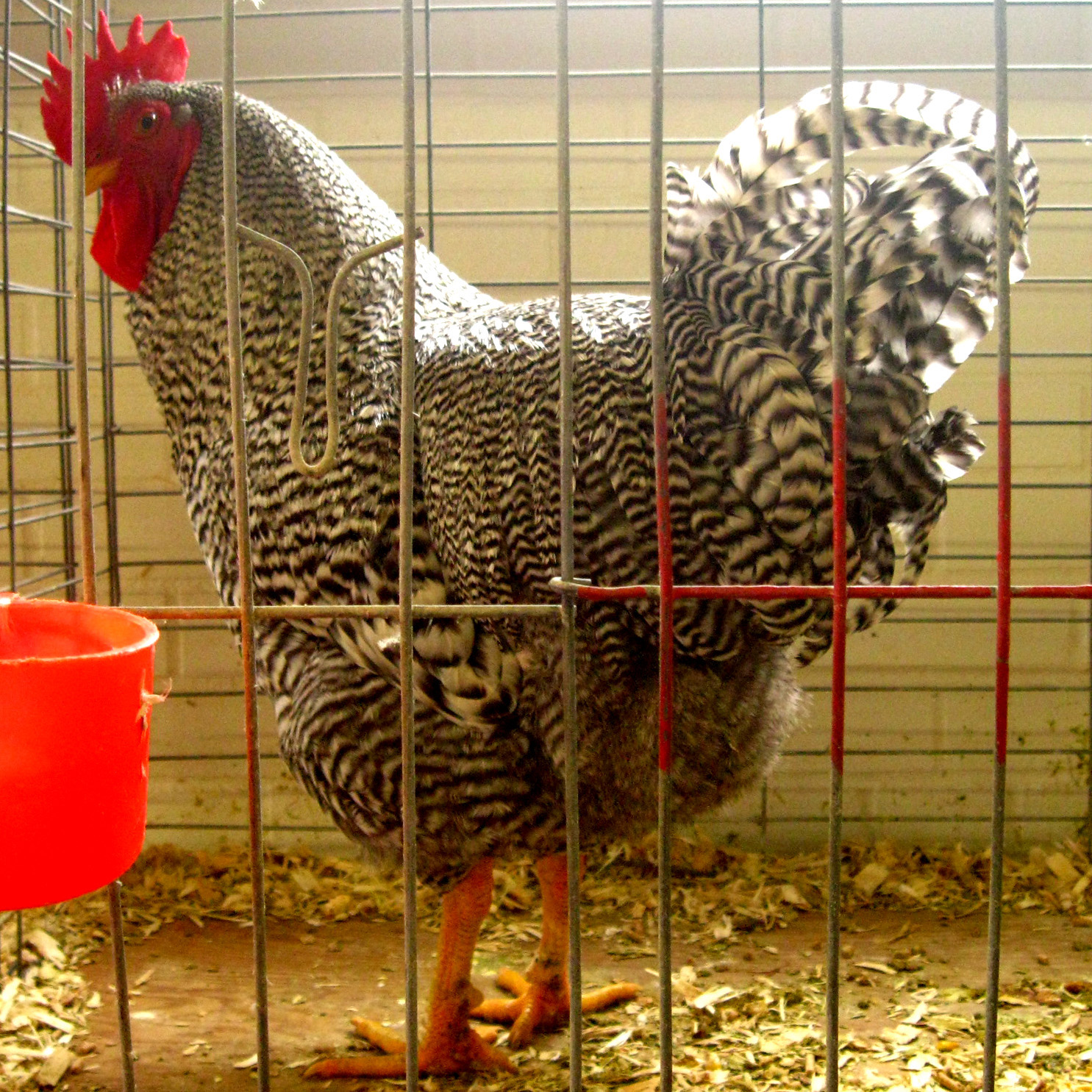 http://3.bp.blogspot.com/-ImDdThQWBew/TmTixVGfW0I/AAAAAAAABf0/2L6c7IogFKk/s1600/Chicken1.jpg