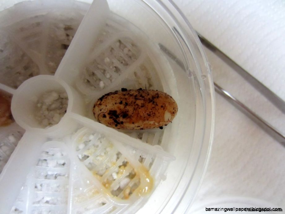 News Archive Leopard Geckos For Sale News Archive Leopard Geckos For Sale