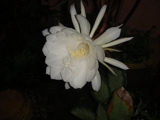 Misteri Pokok Dan Bunga Bakawali