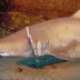 Καρχαρίας σώθηκε ένα βήμα πριν τον θάνατο (photos)