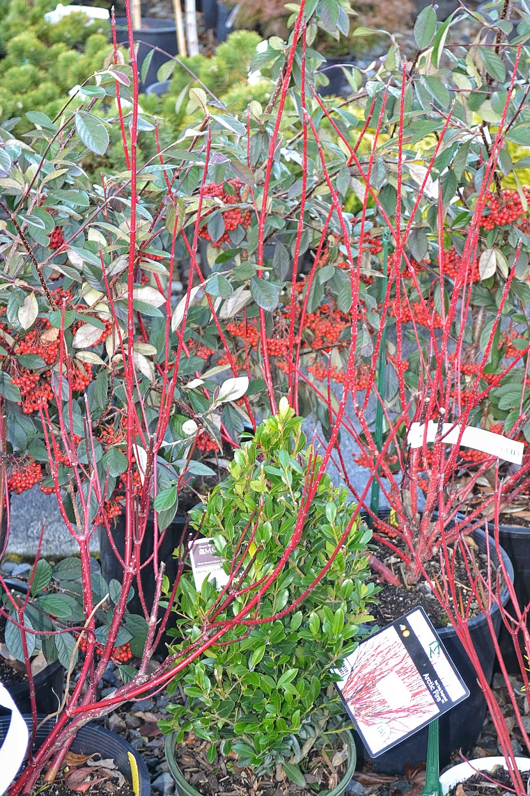 The Outlaw Gardener Cotoneaster Parneyi Lacteus My Favorite