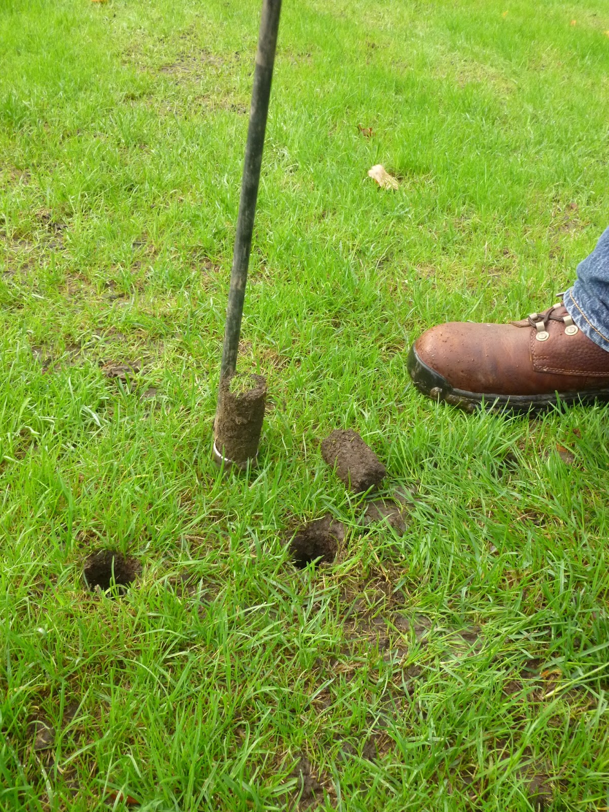 Worcester College Gardeners 20092018 Planting Wildflower Plugs Plants