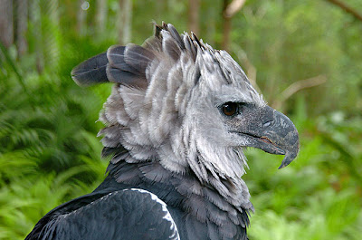 Harpy Eagle Photos 4