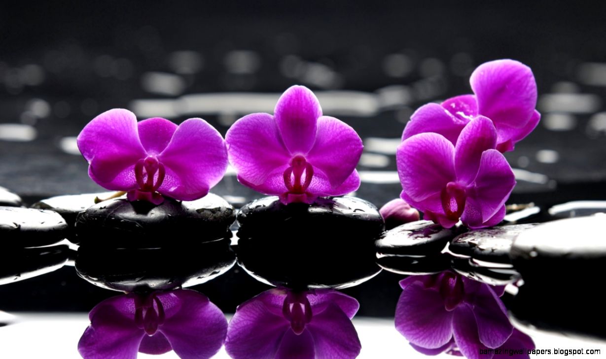 Wallpapers Spring Spa Droplets Purple Stones Flowers 1366x768 Wallpapers Spring Spa Droplets Purple Stones Flowers 1366x768