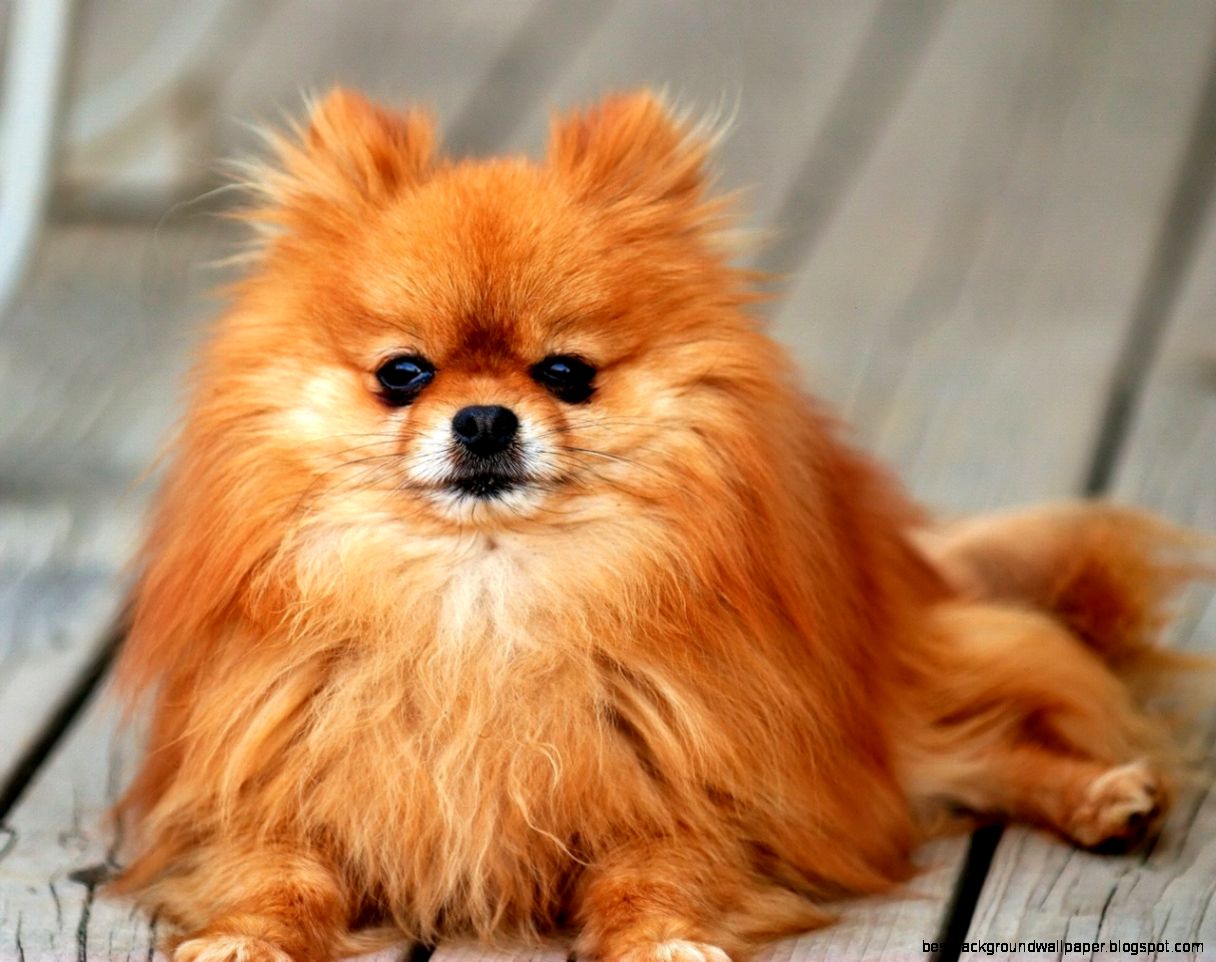 Cute Pomeranian Dog 6957310 Cute Pomeranian Dog 6957310