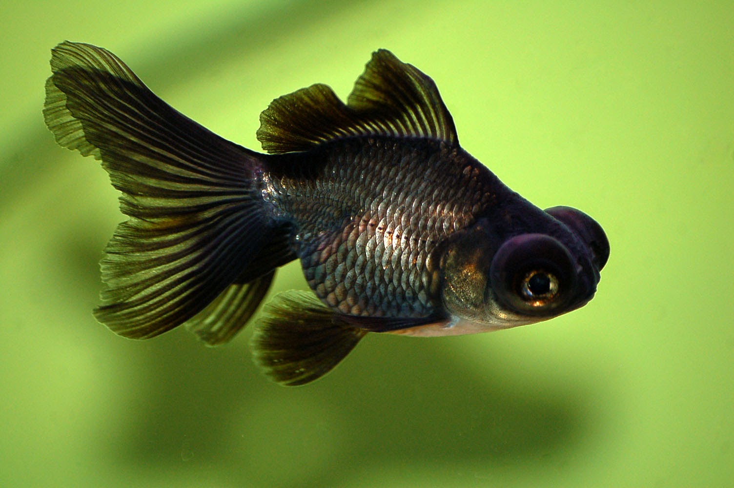 Black Moore Goldfish Pet fish, Black goldfish, Goldfish