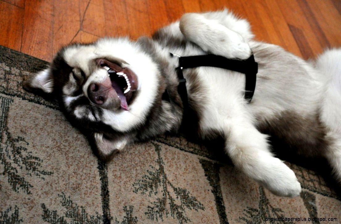 EVER FUNNY MOST PICTURE FUNNIEST ANIMALS IMGUST EVER FUNNY MOST PICTURE FUNNIEST ANIMALS IMGUST