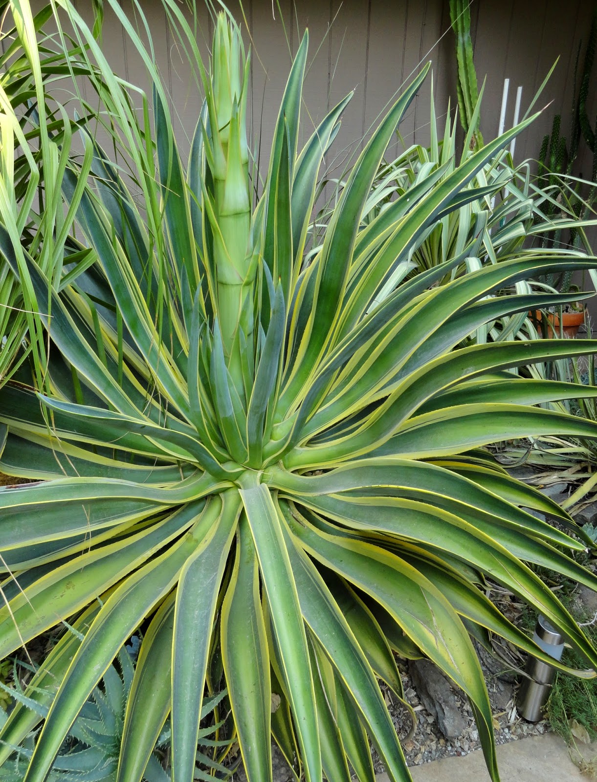 Future Plants By Randy Stewart Pittosporum