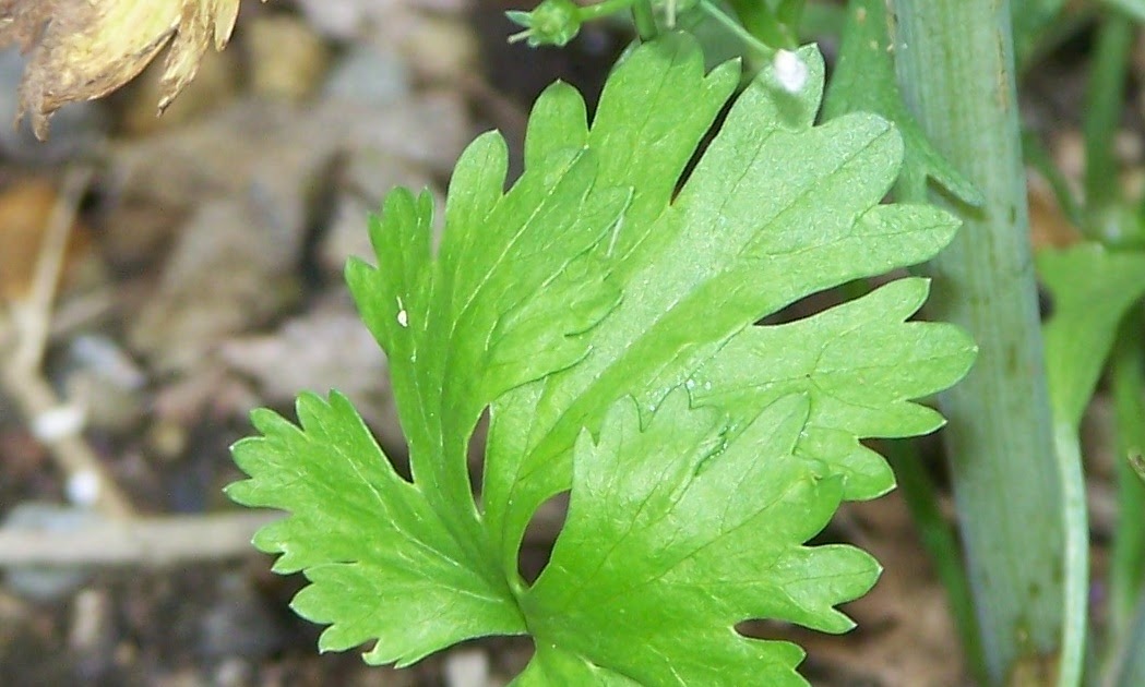 What Grows in my Yard? One Plant, Two Names Cilantro and Coriander