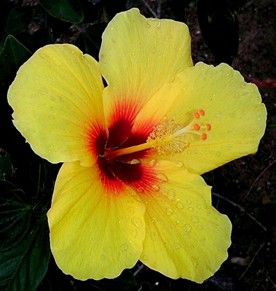 Hibiscus Wikipedia the free encyclopedia Hibiscus Wikipedia the free encyclopedia