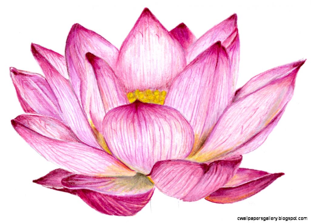 12 top flower pencil sketch 12 top flower pencil sketch
