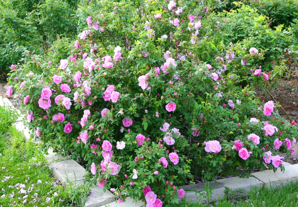 Контейнер для обработки Rosa Rugosa Security Knight Q3, белый 0T-00011691 - Rosa Rugosa - Средства по уходу за игрушками - Купить