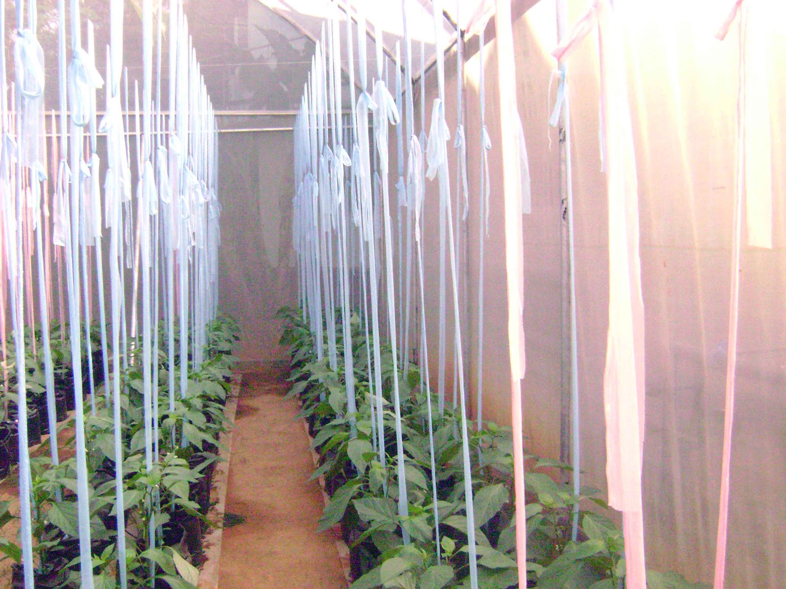 S & S Plantation Sri Lanka Polytunnel Green House Photographs