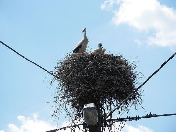 Checkout this crazy place where people find bird's nest
