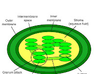 Chloroplast Diagram Chloroplast Diagram