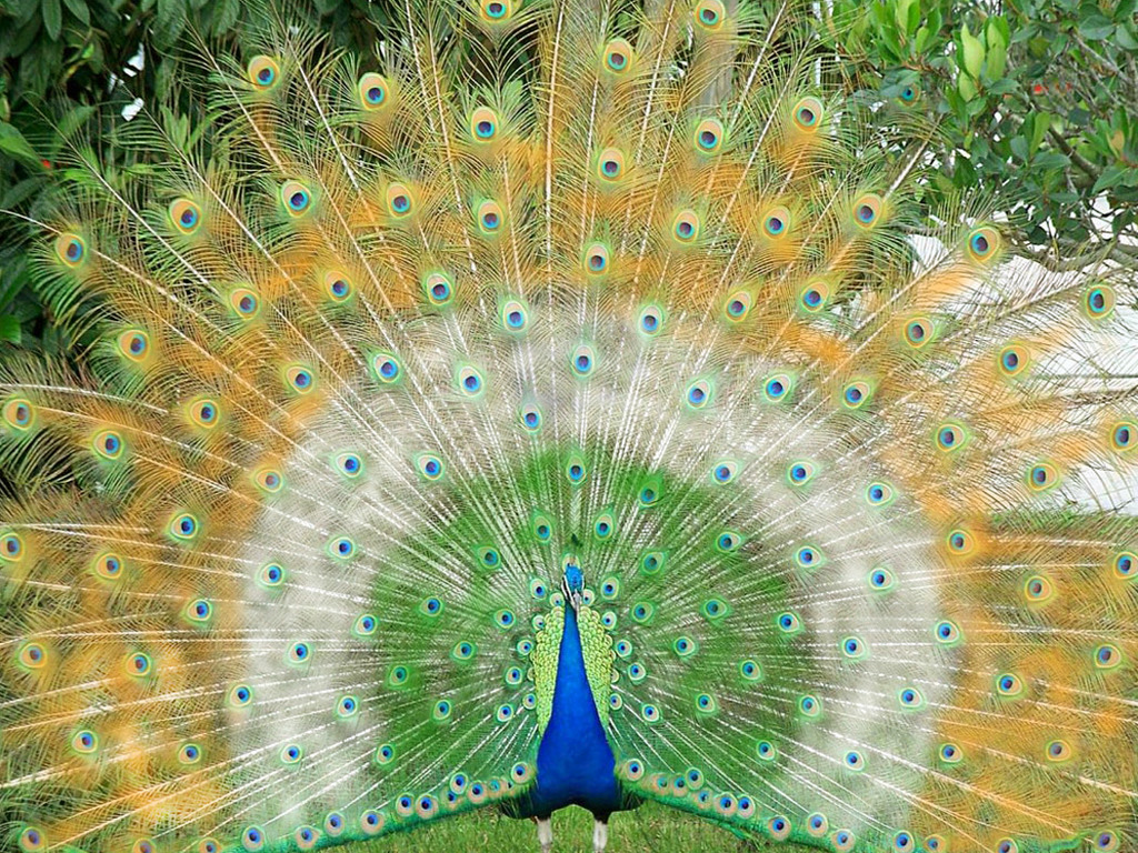 Beautiful Wallpapers for Desktop Beautiful Peacock hd wallpapers