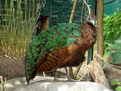Congo Peafowl