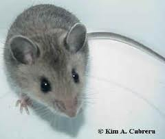 Sebuah Nama Sebuah Cerita Macam Macam Jenis Hewan