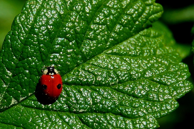 ladybug