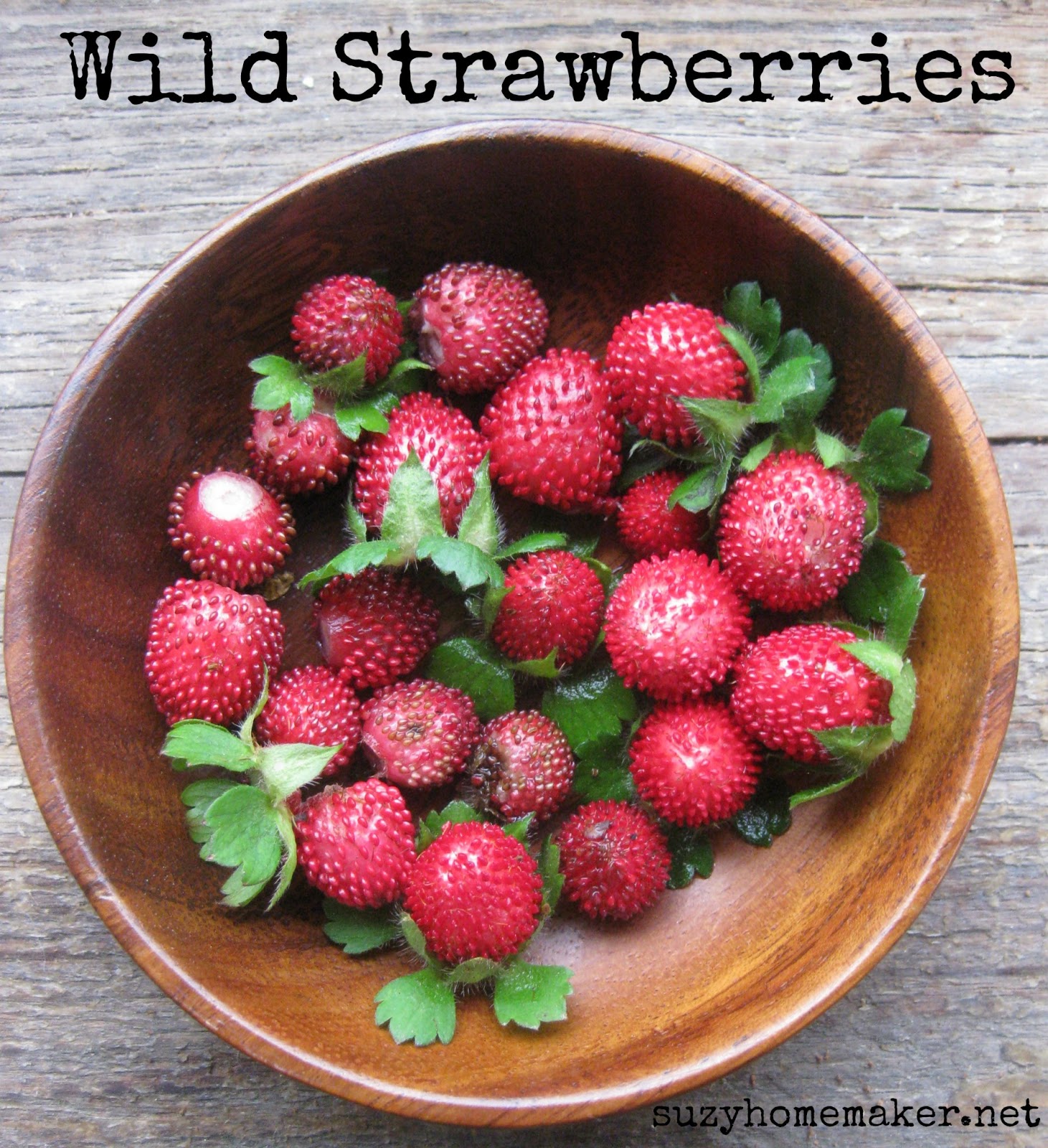 picking wild strawberries suzy+co