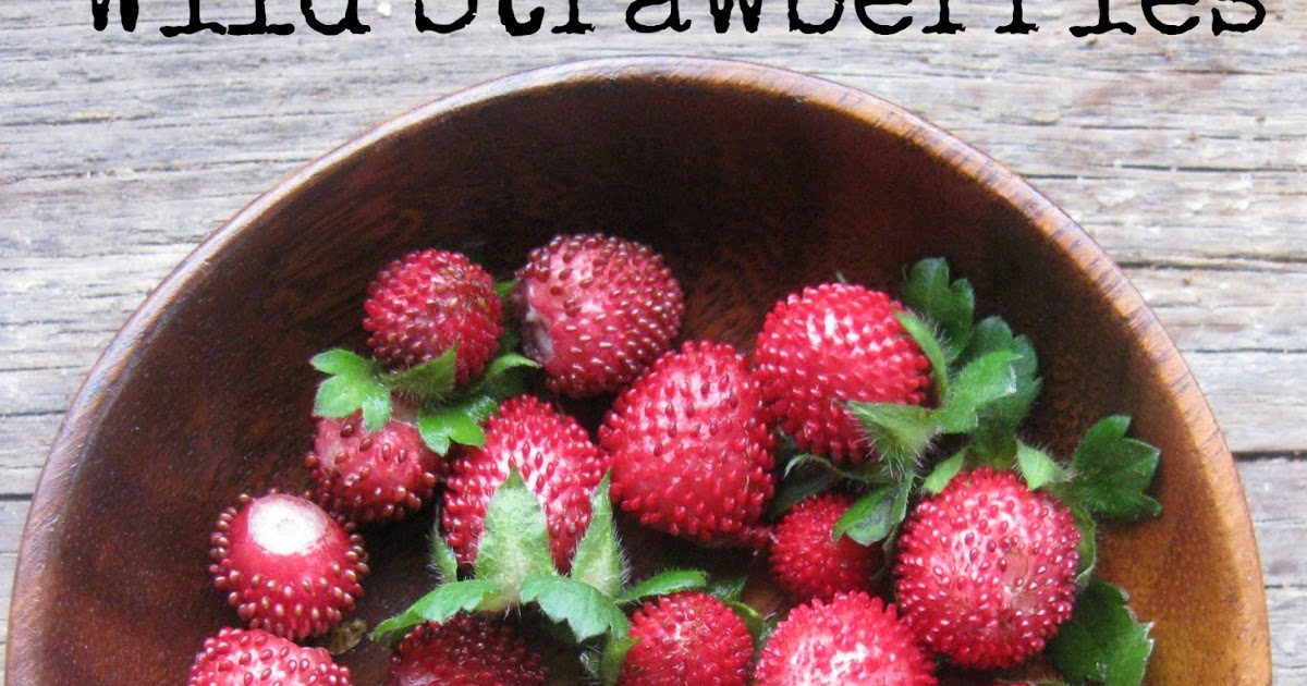 picking wild strawberries suzy+co