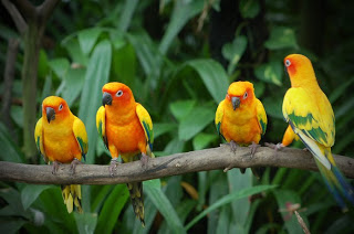 LOVE BIRD adalah spesies terkecil dari burung beo. Burung Lovebirds