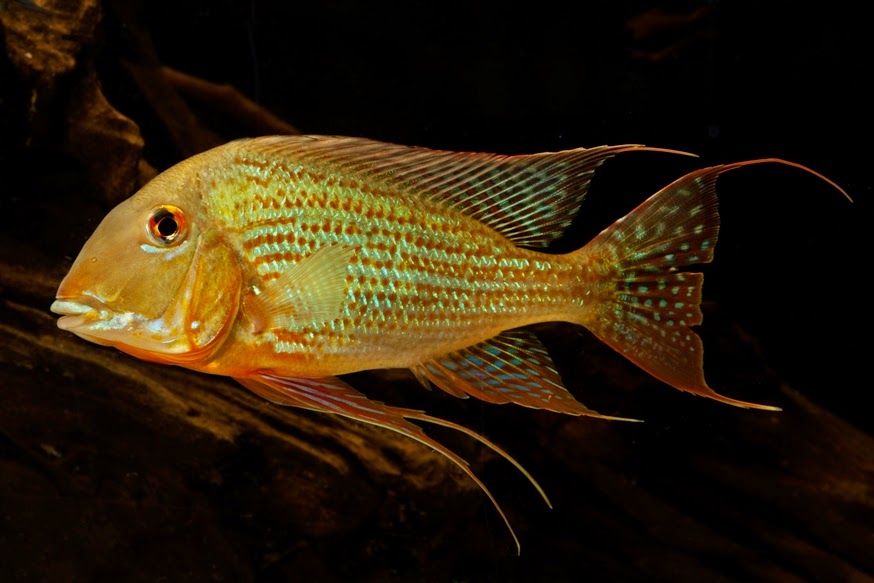 Earth-Eating Cichlid (Geophagus Altifrons)