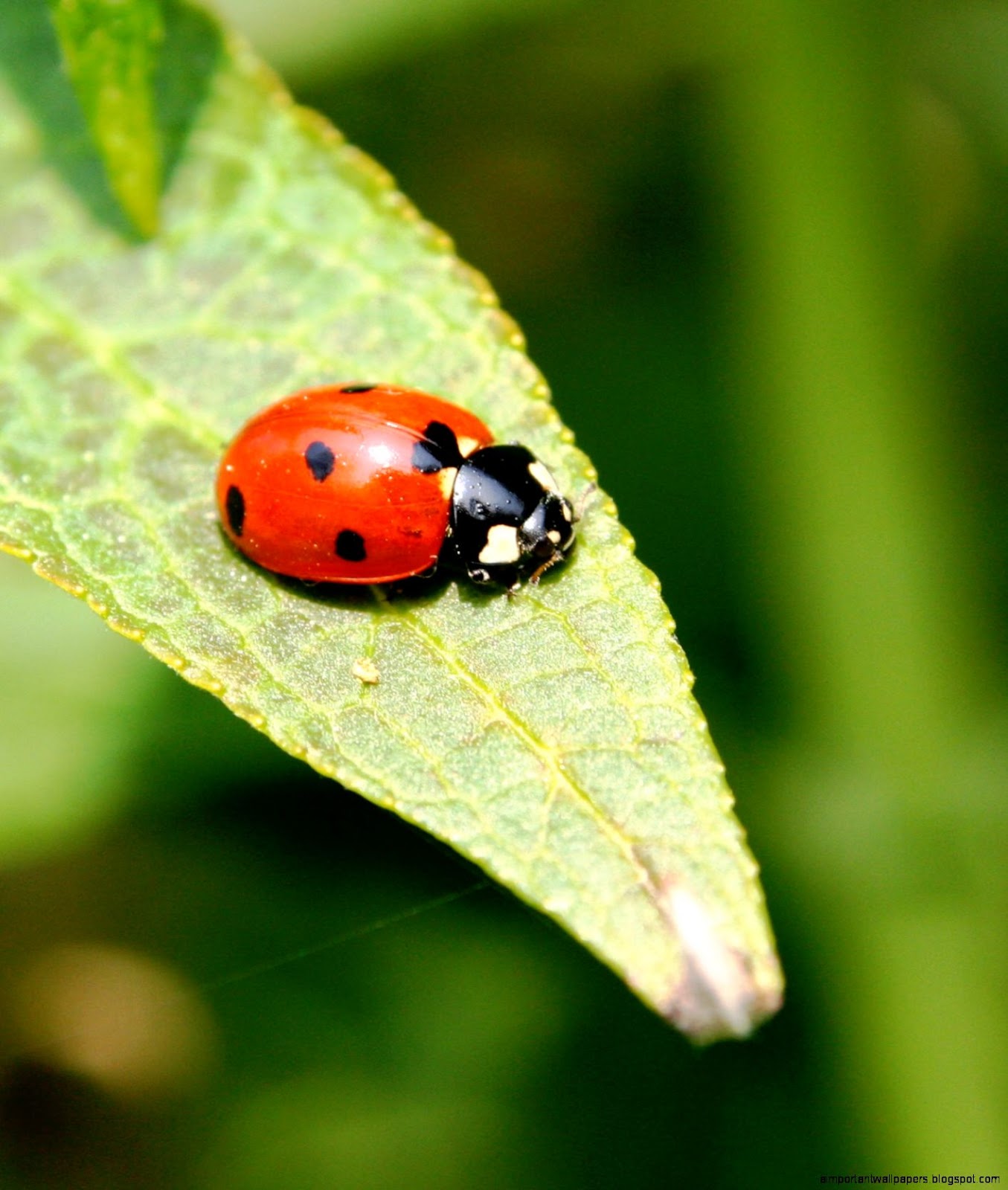 Coccinella Septempunctata Pronuciation Coccinella Septempunctata Pronuciation