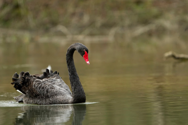 cygne noir