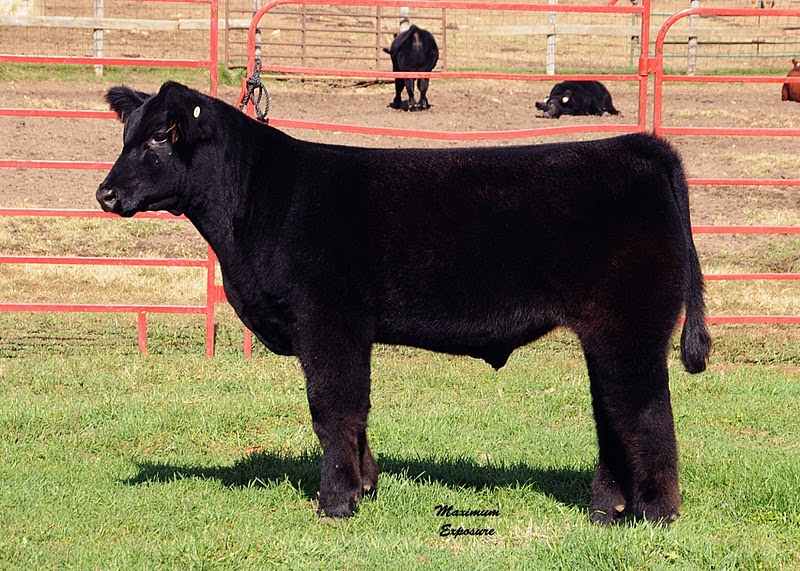 Trausch Farms Theobald Club Calves