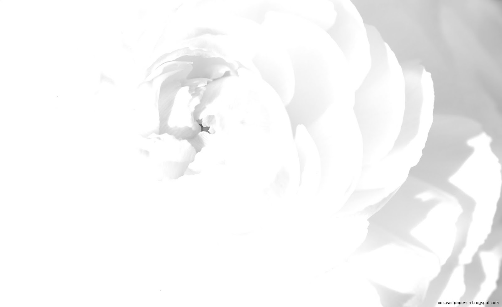 Black and White Flower Wallpaper Black and White Flower Wallpaper