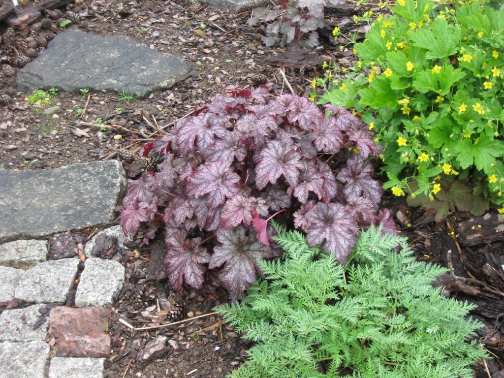 Fifty shades of green Heuchera 'Blackberry Jam'
