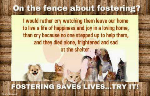 How many dogs go to foster care instead of a shelter and how do you know which pets are in foster care?