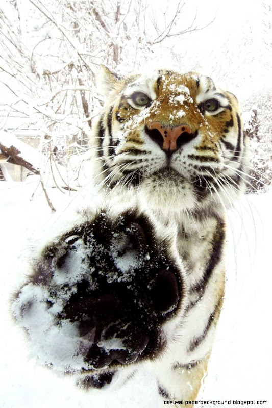 Snow Tiger Bing images Snow Tiger Bing images