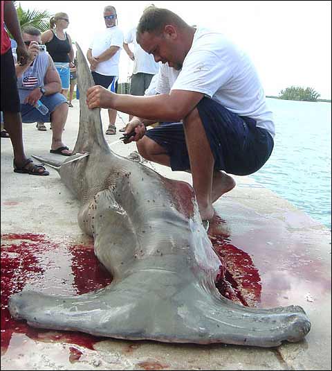 People Killing Sharks
