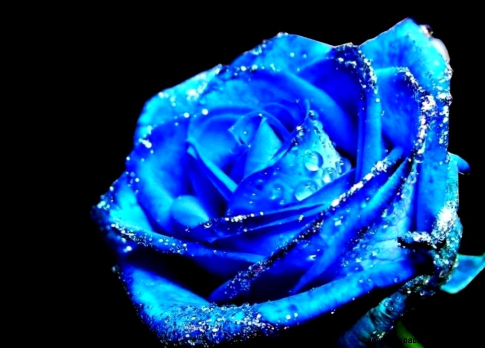 Blue Rose Daydreaming Wallpaper 17376644 Fanpop Blue Rose Daydreaming Wallpaper 17376644 Fanpop