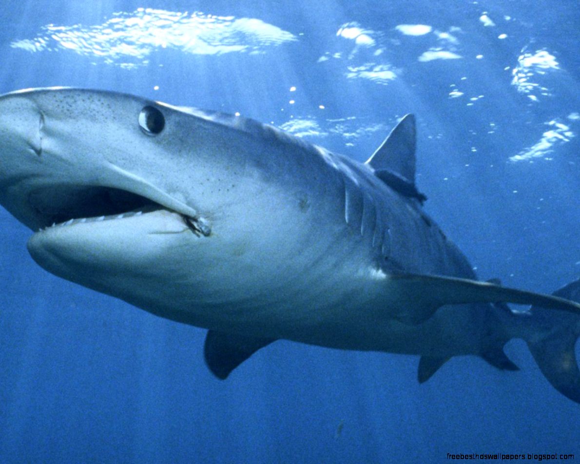 Tiger Shark Bahamas Tiger Shark Bahamas