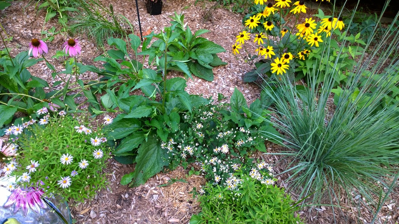 South Jersey Native Plants Its 2015. Can We Get Some Spring Please?