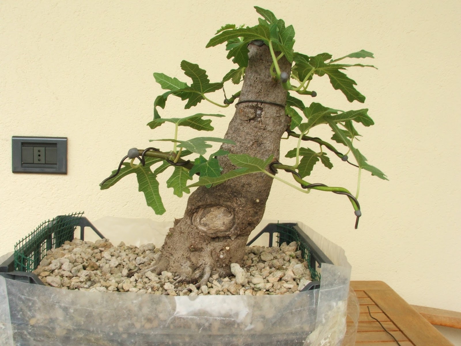Evoluzione Bonsai Bonsai di Fico Ficus carica fig tree