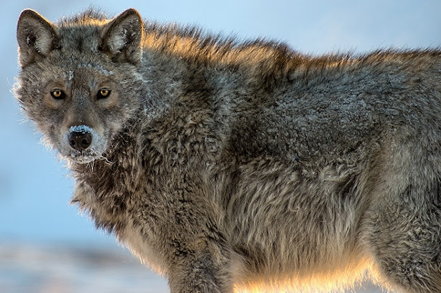 Russian wolves majestic wolf ivan kislov source simply amazing White Wolf : 29 Majestic Photos of Russian Wolves by Ivan Kislov Are