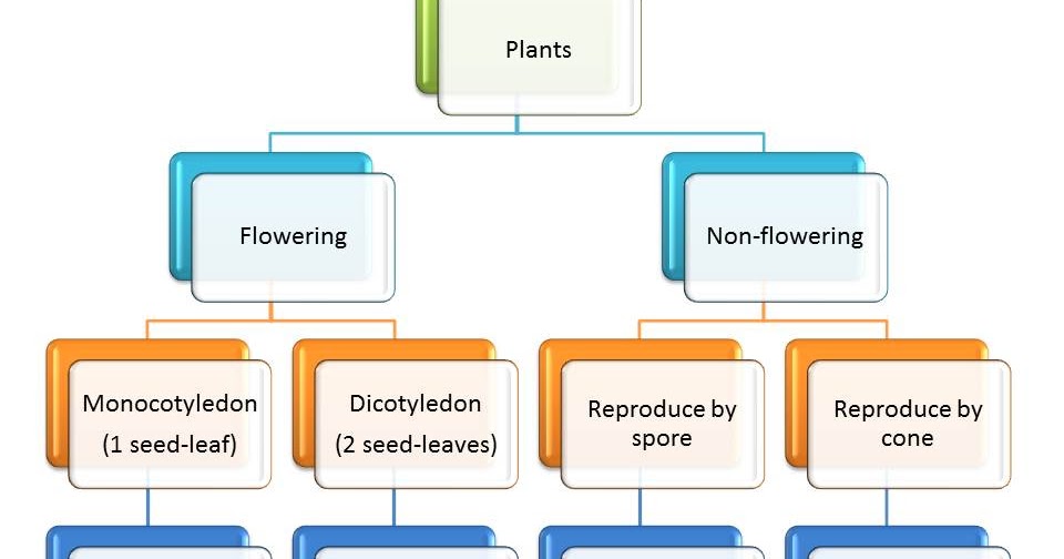 Venture into the Wonderful World of Plants Grouping Plants by Flowers