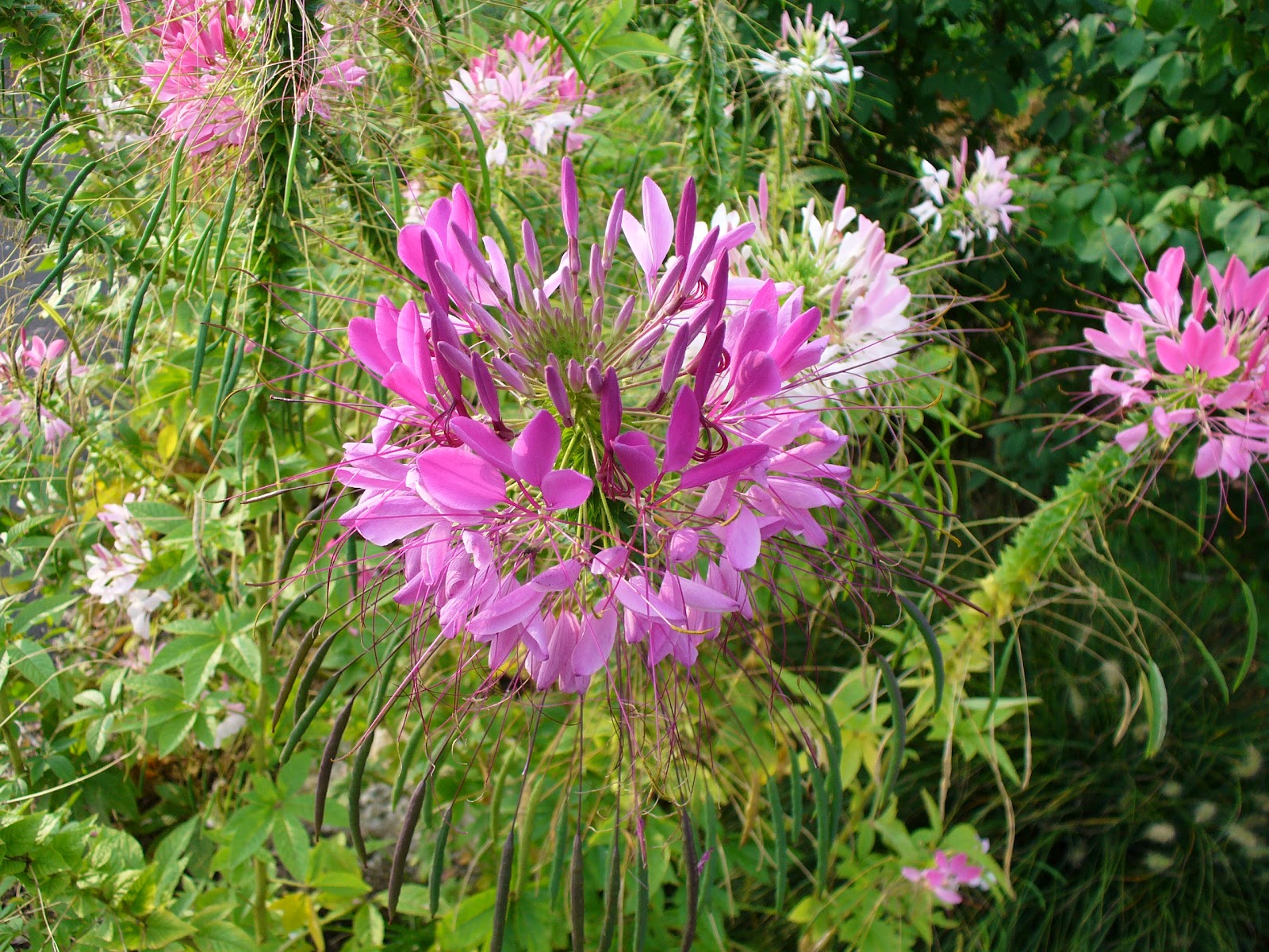 PZ C pink flowers