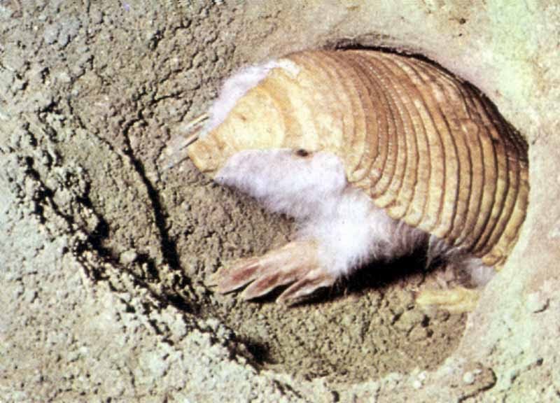 Armadillo rosado o pichiciego pampeano (Chlamyphorus truncatus)
