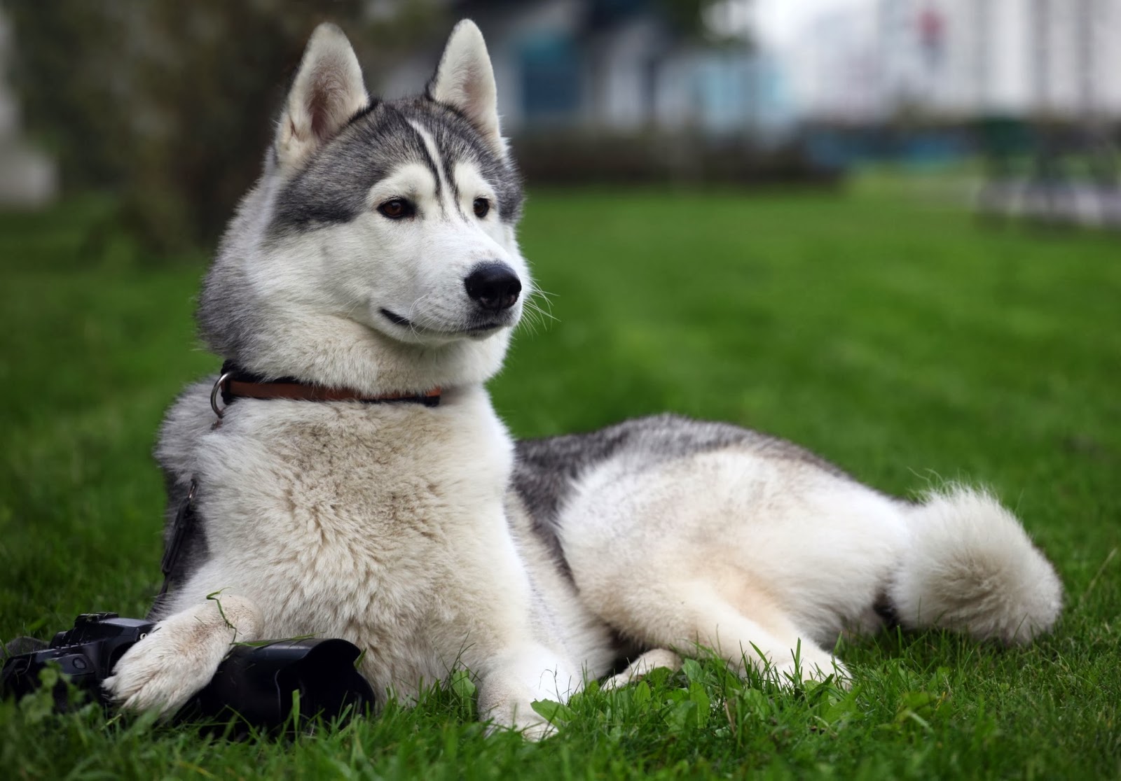 Saint Seiya Omega - Wikipedia