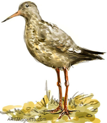 Common Redshank is a bird illustration by artist and illustrator Artmagenta