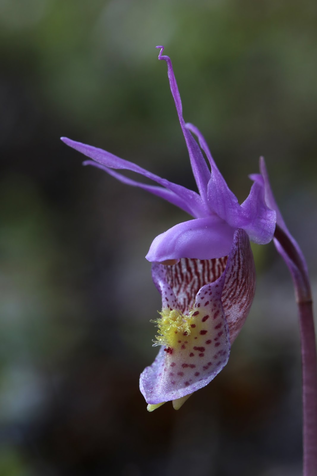 Native Orchids of the Pacific Northwest and the Canadian Rockies
