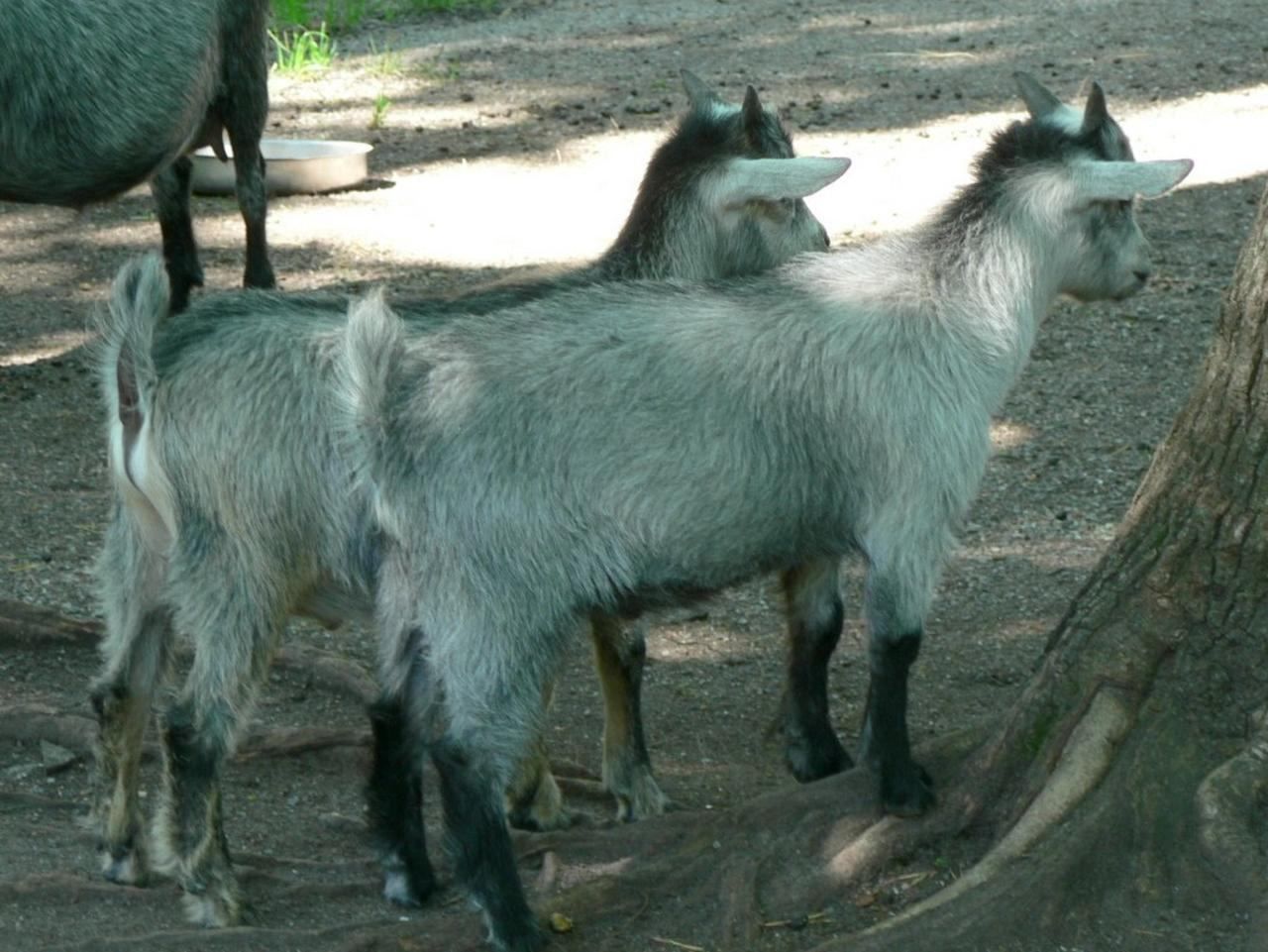 Goats Having Babies