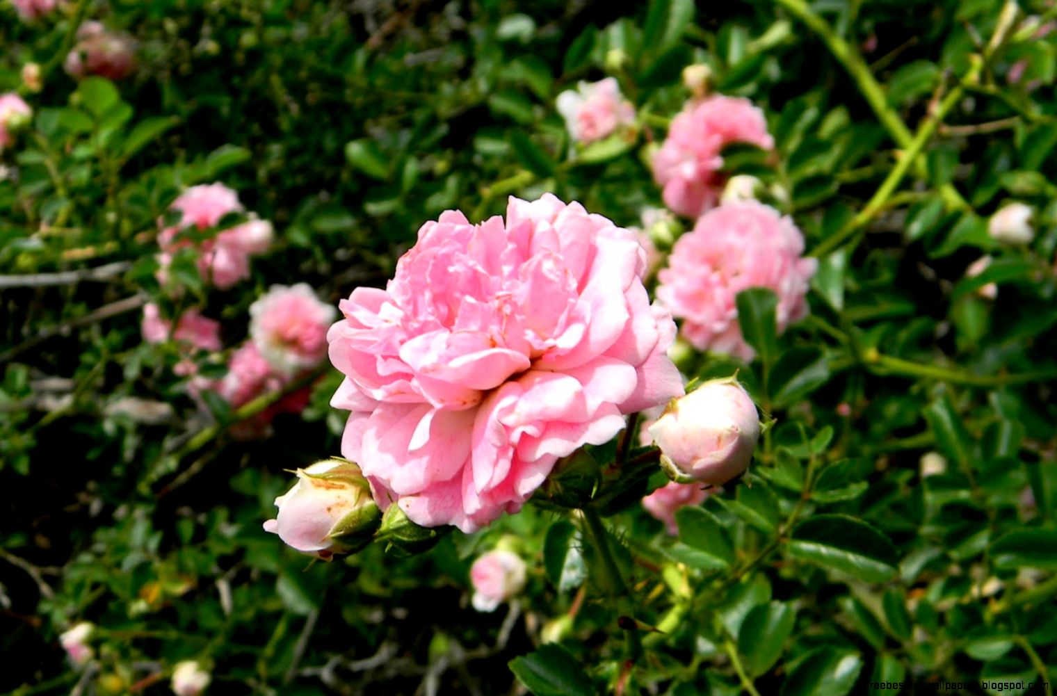 The RunARound Ranch Report Wild roses The RunARound Ranch Report Wild roses